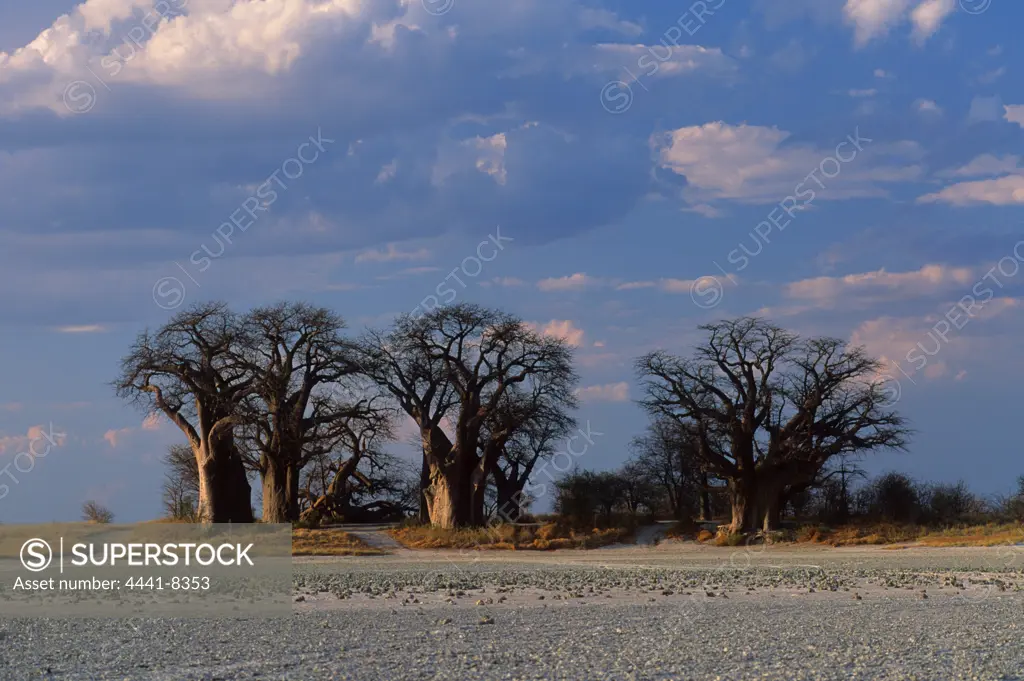 Baines Baobabs, Botswana. Named after the artist/explorer Thomas Baines and are located at the Northern tip of Kudiakam Pan.