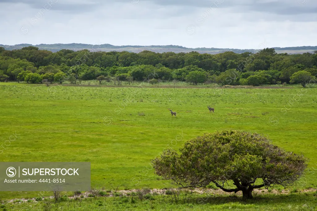 Greater kudu  (Tragelaphus strepsiceros)  on the Eastern Shores. Isimangaliso Wetland Park (Greater St Lucia Wetland Park). KwaZulu Natal. South Africa