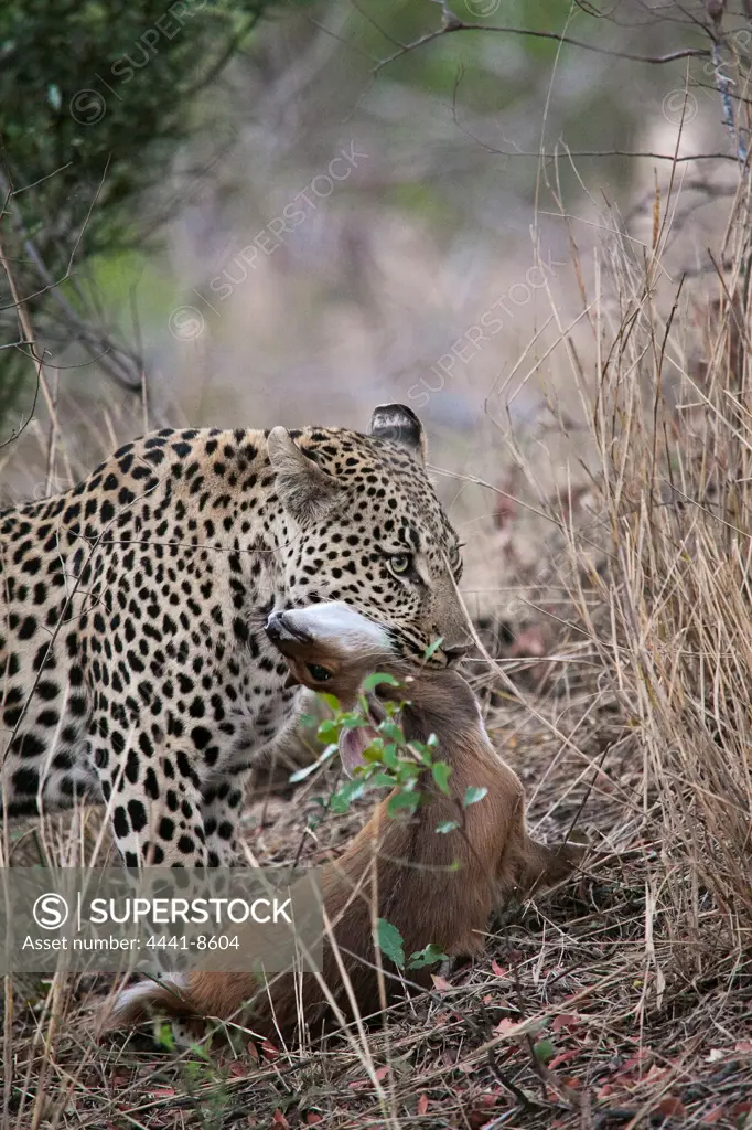 Leopard (Panthera pardus) carrying a young Bushbuck Tragelaphus Scriptus} that it has just killed. Londolozi Game Reserve. Mpumalanga. South Africa