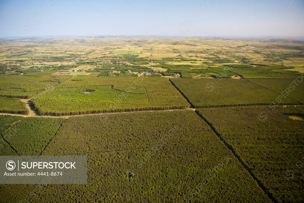 Aerial view of commercial gum tree plantations near Empangeni. KwaZulu Natal. South Africa