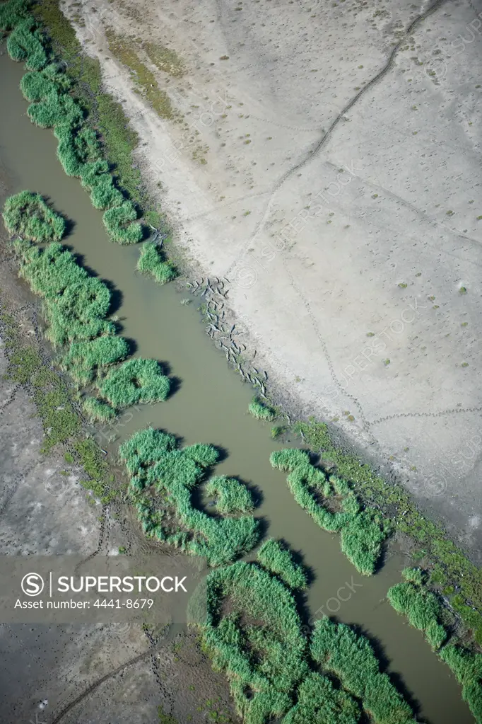Aerial view of the iSimangaliso Wetland Park (previously the Greater St Lucia Wetland Park) with Nile Crocodile (Crocodylus niloticus) on the edge of the waterway. KwaZulu Natal. South Africa