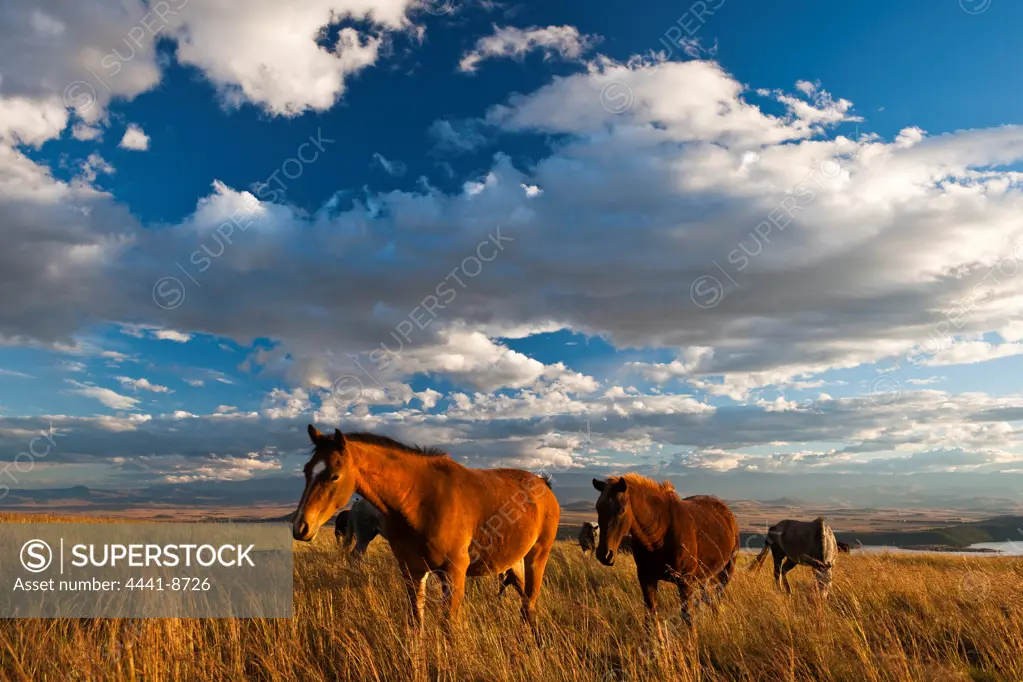 Horses at Spioenkop Battlefield. Near Winterton. KwaZulu Natal. South Africa