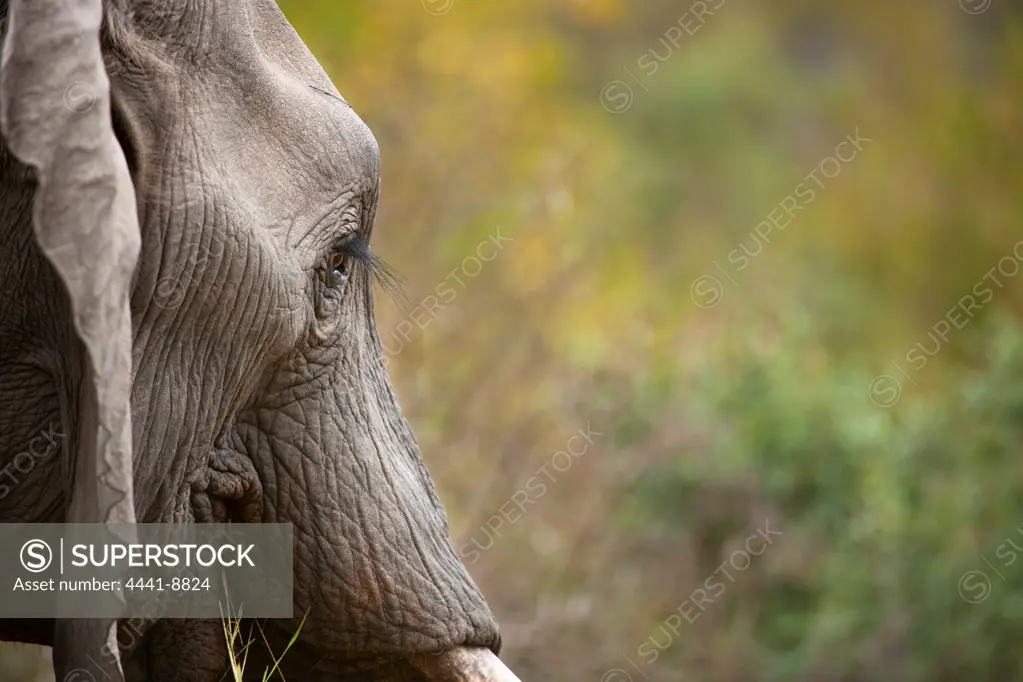Elephant (Loxodonta africana). MalaMala (Mala Mala) Game Reserve. Mpumalamga. South Africa