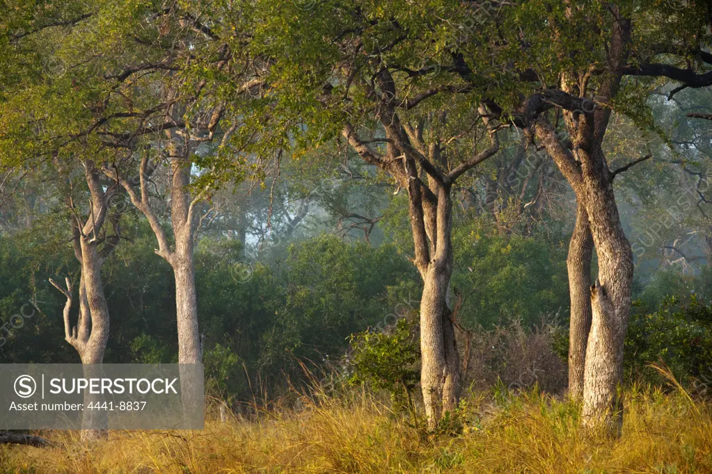 MalaMala (Mala Mala) Game Reserve. Mpumalamga. South Africa