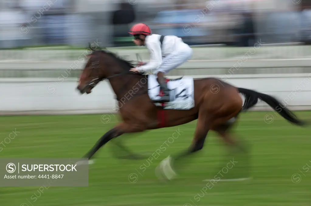 Horse galloping at the Vodacom Durban July at Greyville Race Course. Durban. KwaZulu Natal. South Africa.