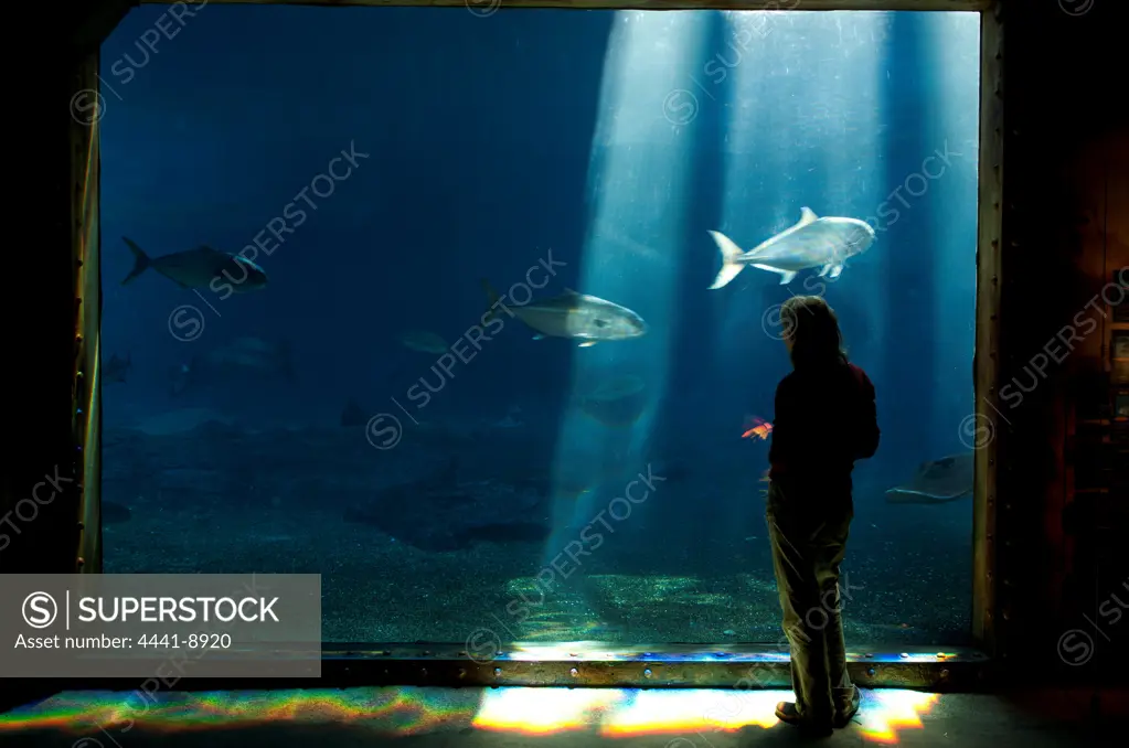 Fish tank at uShaka Marine World. Durban. KwaZulu Natal. South Africa.