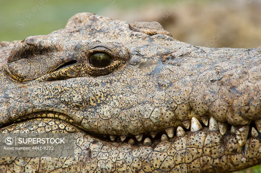 Nile Crocodile (Crocodylus niloticus). KwaZulu Natal. South Africa