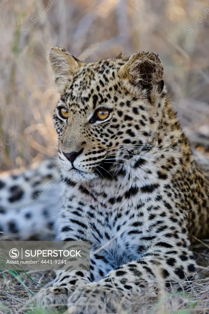Leopard (Panthera pardus). Deception Valley Lodge. Central Kalahari Game Reserve. Botswana