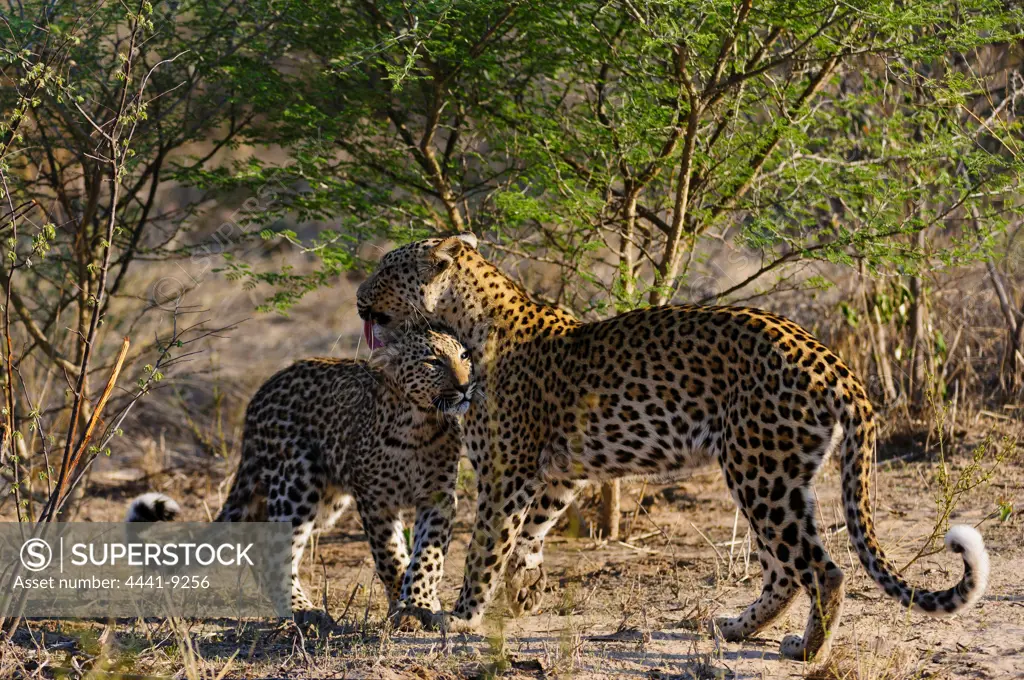 Leopard (Panthera pardus) mother greeting her cub.. Deception Valley Lodge. Central Kalahari Game Reserve. Botswana