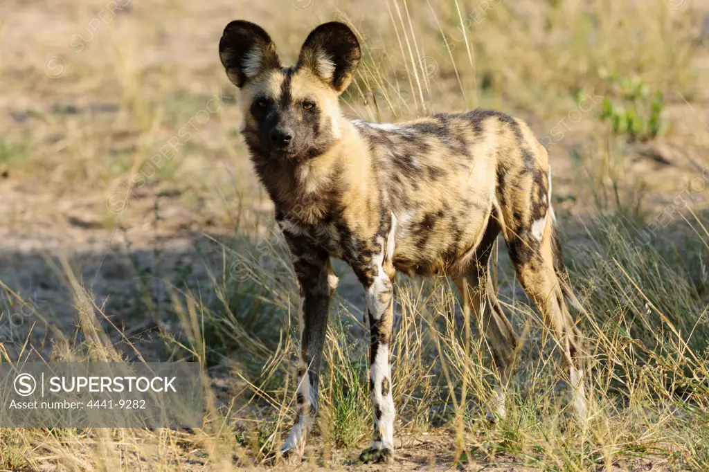 Wild Dog (Lycaon pictus). Grassland Safari Lodge. Central Kalahari Game Reserve. Botswana