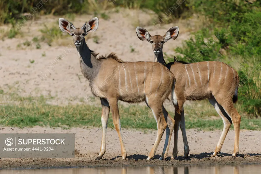 Greater Kudu (Tragelaphus strepsiceros) juveniles. Grassland Safari Lodge. Central Kalahari Game Reserve. Botswana