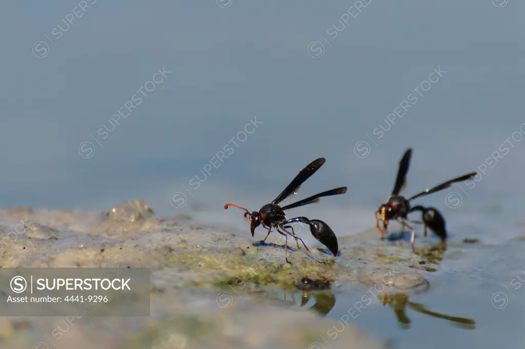 Wasps drinking. Grassland Safari Lodge. Central Kalahari Game Reserve. Botswana