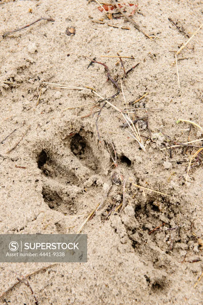 Aardvark Orycteropus afer footprints or spoor. Mapula Lodge. Okavango Delta. Botswana