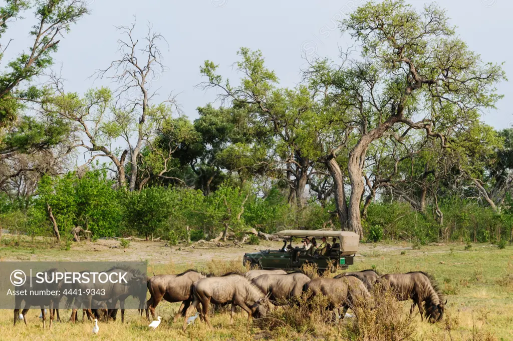 Tourists on game drive watching Blue Wildebeest or Common Wildebeest (Connochaetes taurinus) and Cattle Egrets (Bubulcus ibis).  Selinda Camp. Eastern Selinda Spillway. Selinda Reserve. Northern Botswana.