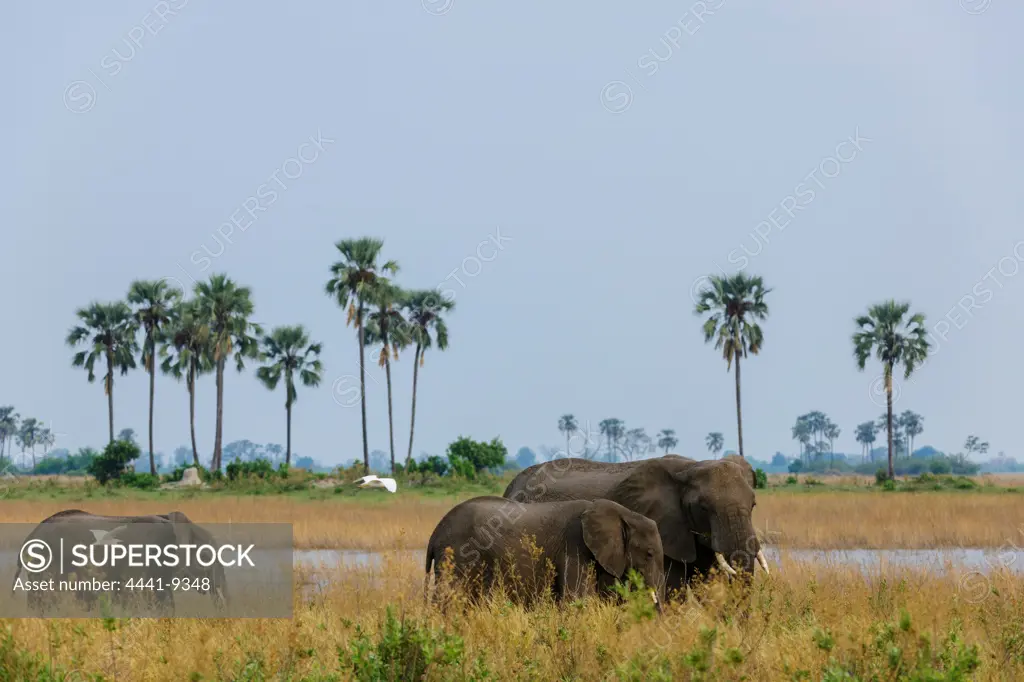 African Bush Elephant or African Savanna Elephant (Loxodonta africana) amongst Real Fan Palms or Northern iLala Palms (Hyphaene benguellensis). Selinda Camp. Eastern Selinda Spillway. Selinda Reserve. Northern Botswana.