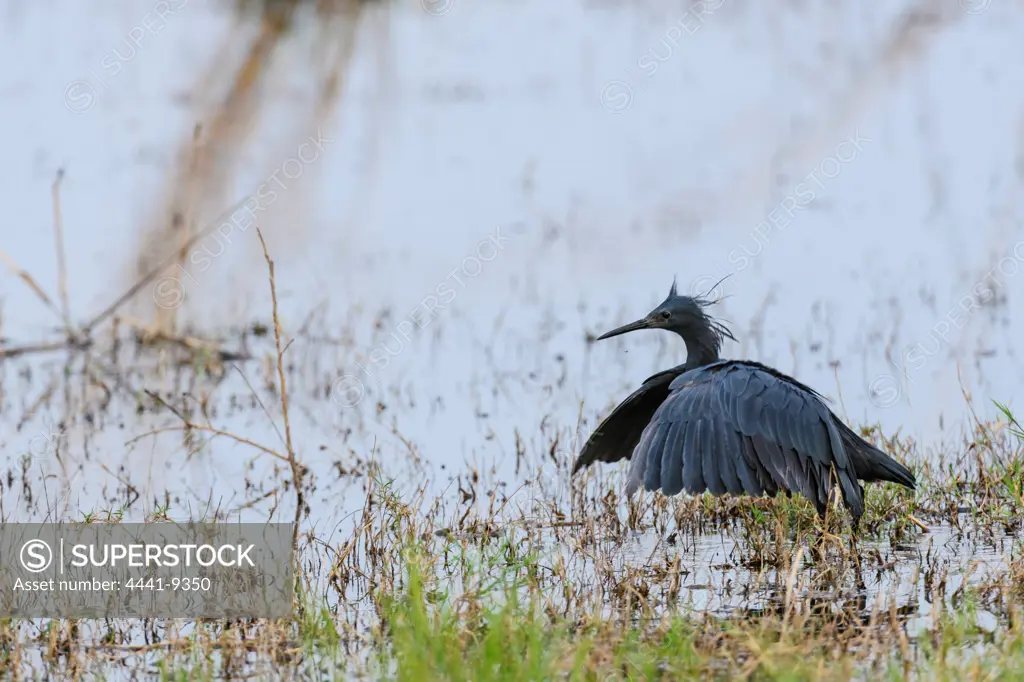 Black Heron or Black Egret (Egretta ardesiaca). Selinda Camp. Eastern Selinda Spillway. Selinda Reserve. Northern Botswana.
