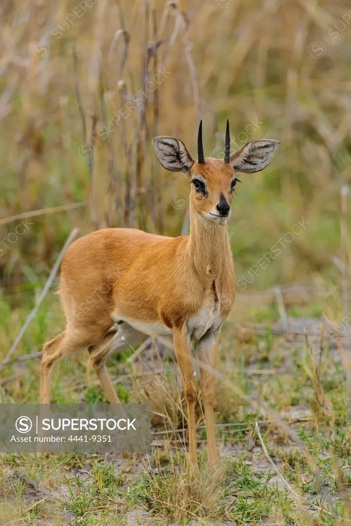Steenbok (Raphicerus campestris). Selinda Camp. Eastern Selinda Spillway. Selinda Reserve. Northern Botswana.