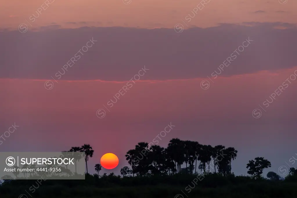 Sunrise through Real Fan Palms or Northern iLala Palms (Hyphaene benguellensis). Selinda Camp. Eastern Selinda Spillway. Selinda Reserve. Northern Botswana.
