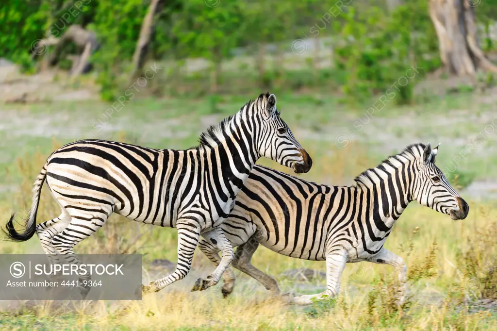 Burchell's Zebra (Equus quagga burchellii) running. Selinda Camp. Eastern Selinda Spillway. Selinda Reserve. Northern Botswana.