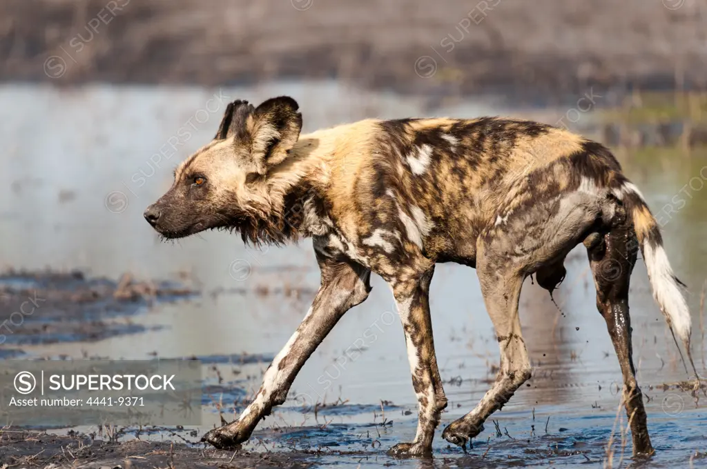 African wild dog, African hunting dog, Cape hunting dog, painted dog, painted wolf, painted hunting dog, spotted dog, or ornate wolf (Lycaon pictus) is a canid found only in Africa, especially in savannas and lightly wooded areas. Selinda Spillway. Okavango. Botswana