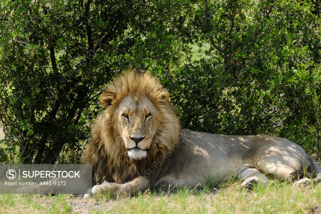 Lion (Panthera leo). Selinda Camp. Eastern Selinda Spillway. Selinda Reserve. Northern Botswana.