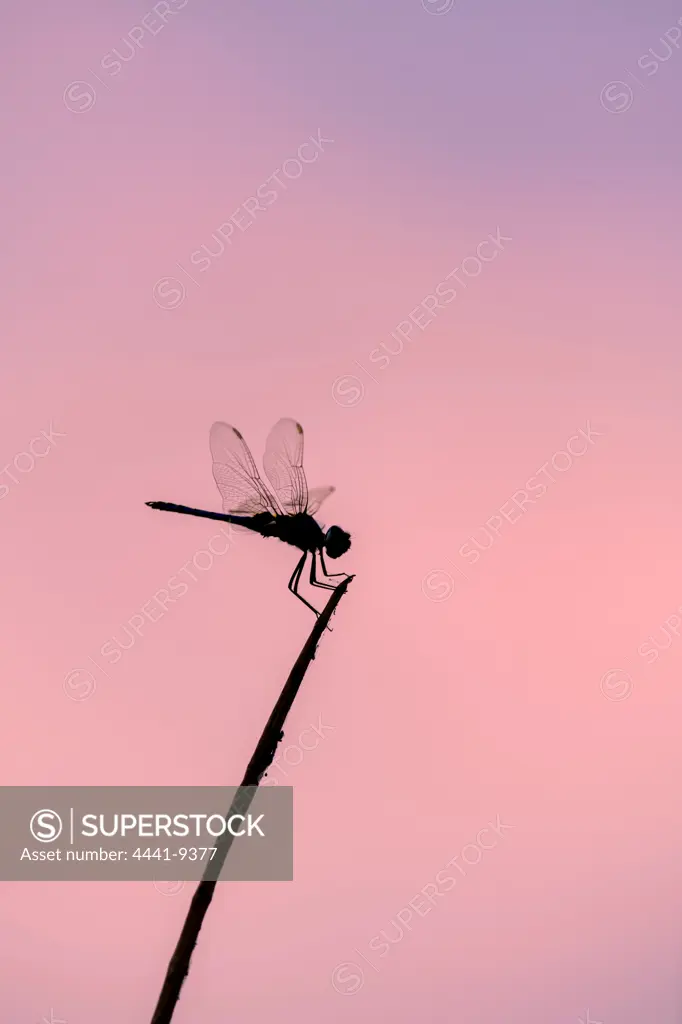 Dragon Fly. Selinda Camp. Eastern Selinda Spillway. Selinda Reserve. Northern Botswana.