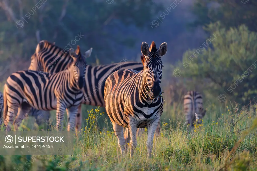 Plains zebra (Equus quagga, formerly Equus burchelli), also known as the common zebra or Burchell's zebra, is the most common and geographically widespread species of zebra. Madikwe Game Reserve. North West Province. South Africa