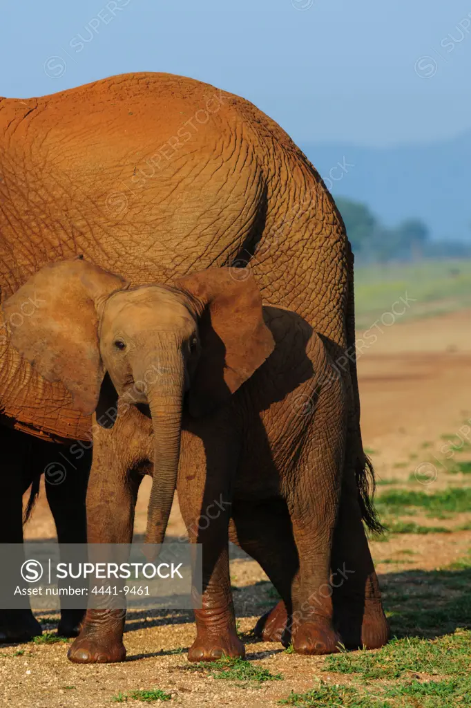 African bush elephant or African savanna elephant (Loxodonta africana) juvenile. Madikwe Game Reserve. North West Province. South Africa
