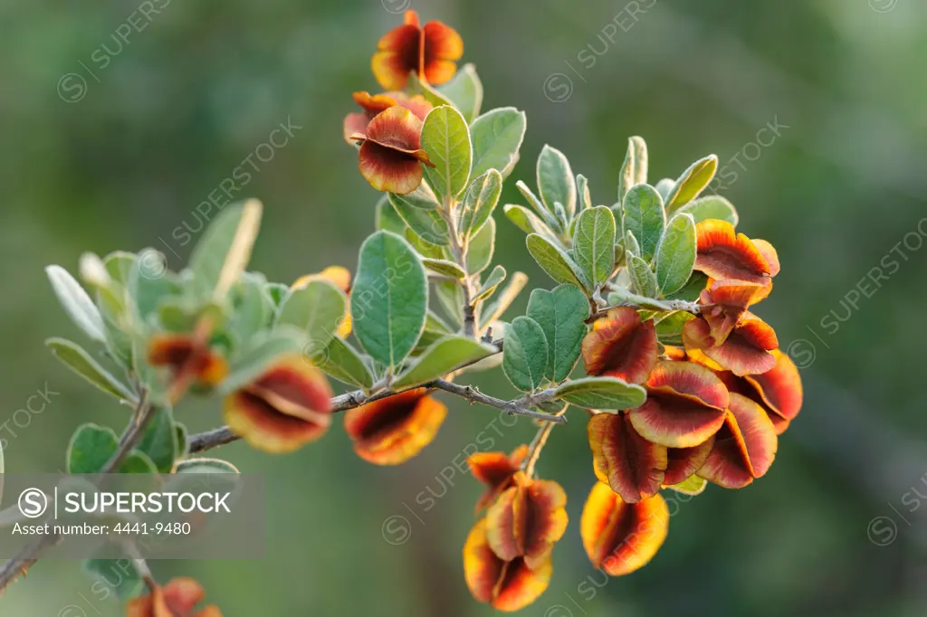 Velvet bushwillow or bush willow (Combretum molle) showing leaf and seed pod detail. Madikwe Game Reserve. North West Province. South Africa