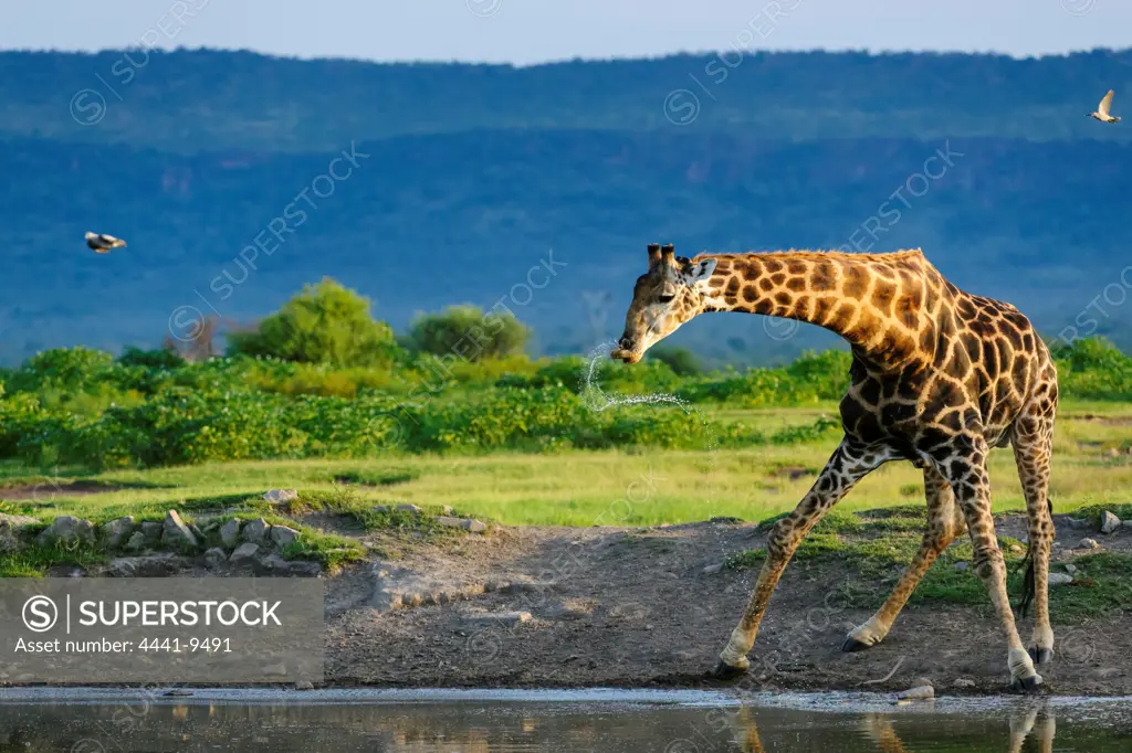 Giraffe (Giraffa camelopardalis) drinking. Madikwe Game Reserve. North West Province. South Africa