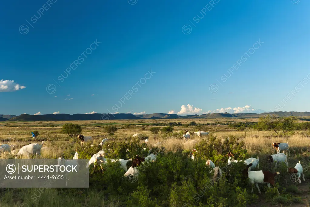 Goats in Karoo scenery near Norvalspont. Eastern Cape. South Africa