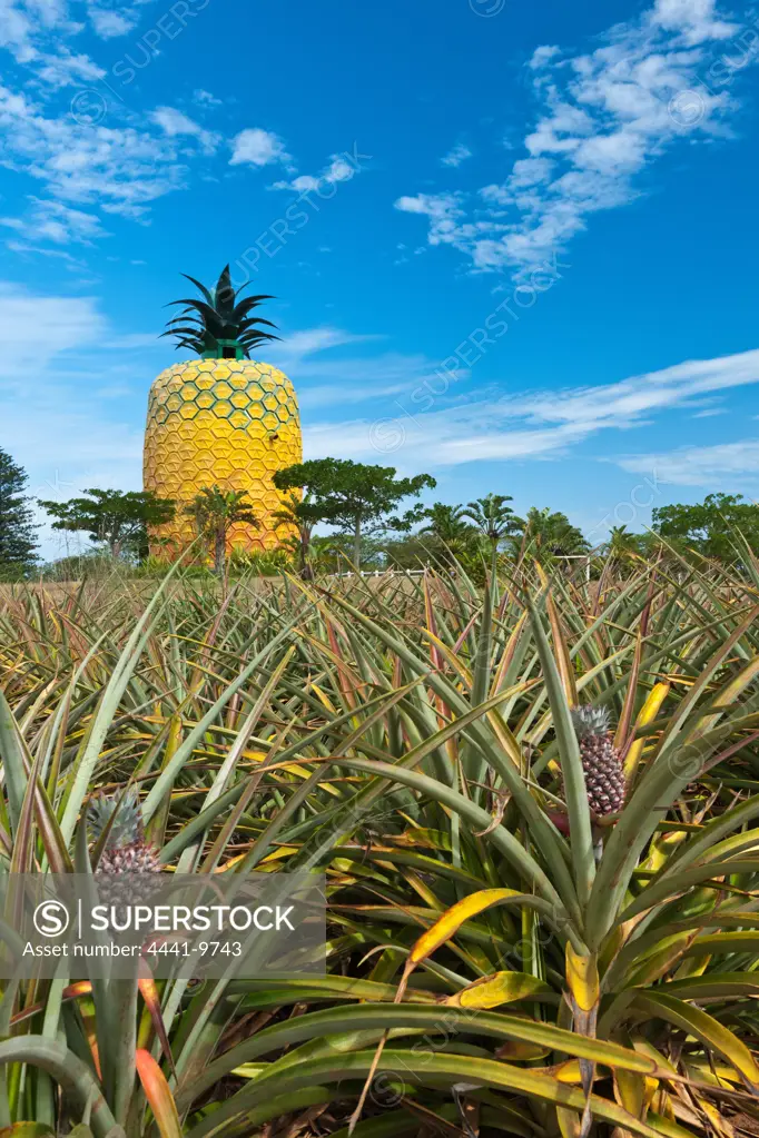 The Big (Giant) Pineapple. Bathurst. Eastern Cape. South Africa. It stands 16.7m high and has 3 floors. It is constructed out of a fibreglass outer skin covering a steel and concrete superstructure