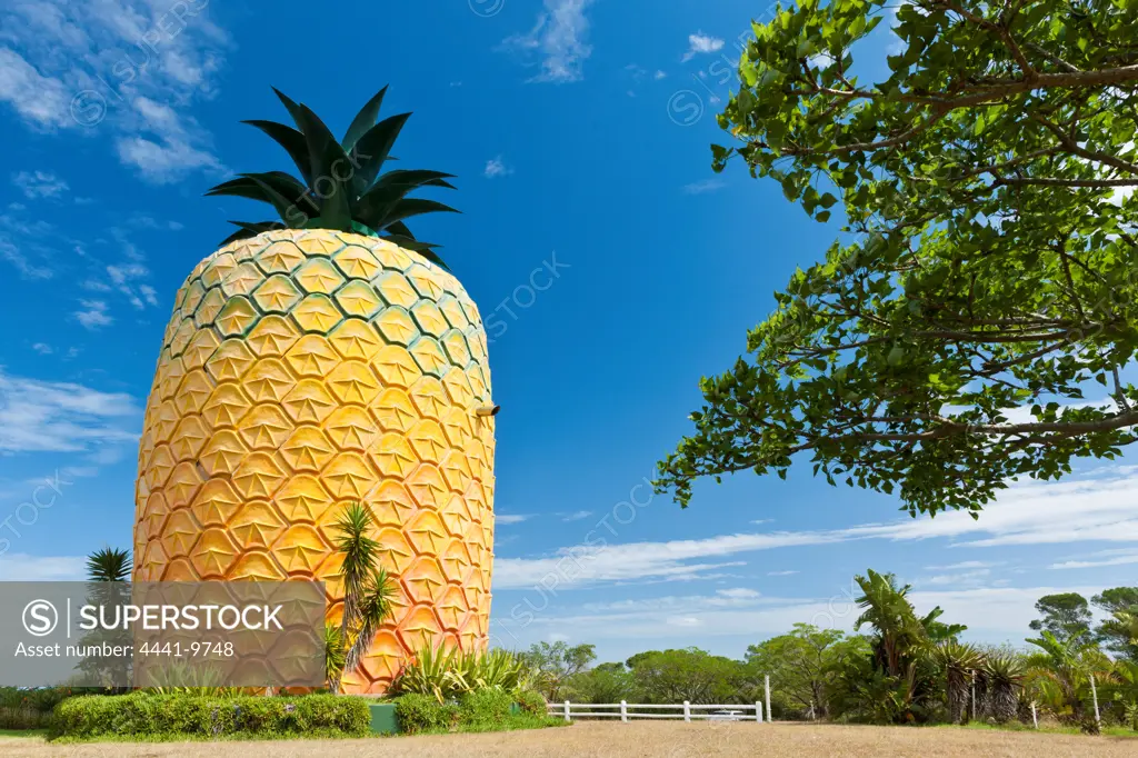 The Big (Giant) Pineapple. Bathurst. Eastern Cape. South Africa. It stands 16.7m high and has 3 floors. It is constructed out of a fibreglass outer skin covering a steel and concrete superstructure
