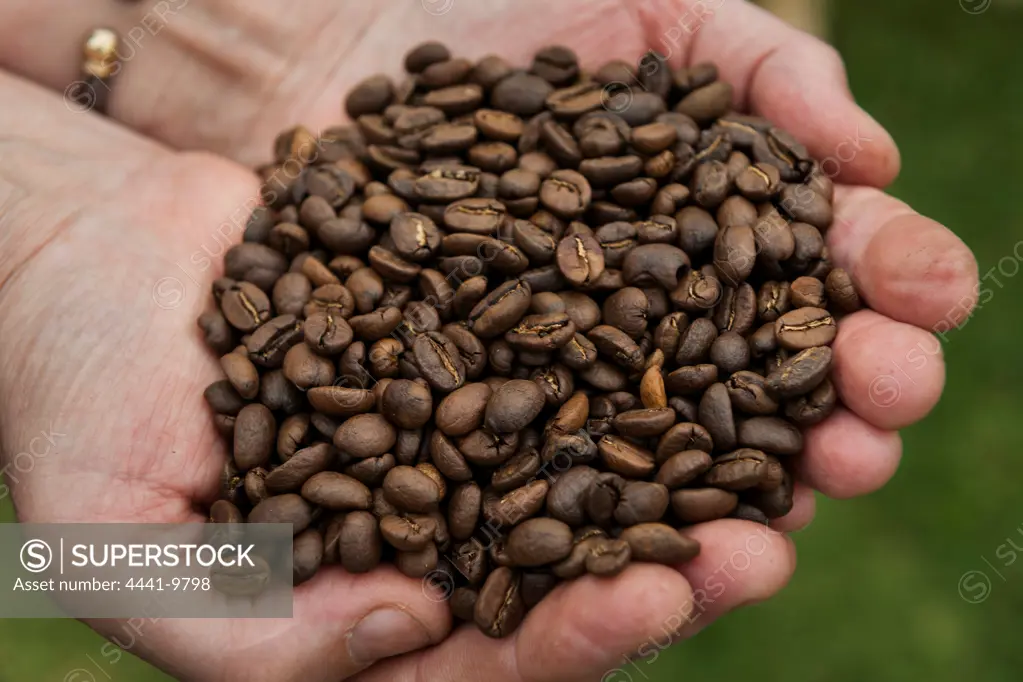 Roasted Coffee Beans at Terbodore Coffee Roasters. The Coach House B&B. Currys (Curry's) Post. KwaZulu Natal Midlands. South Africa