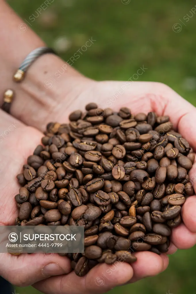 Roasted Coffee Beans at Terbodore Coffee Roasters. The Coach House B&B. Currys (Curry's) Post. KwaZulu Natal Midlands. South Africa