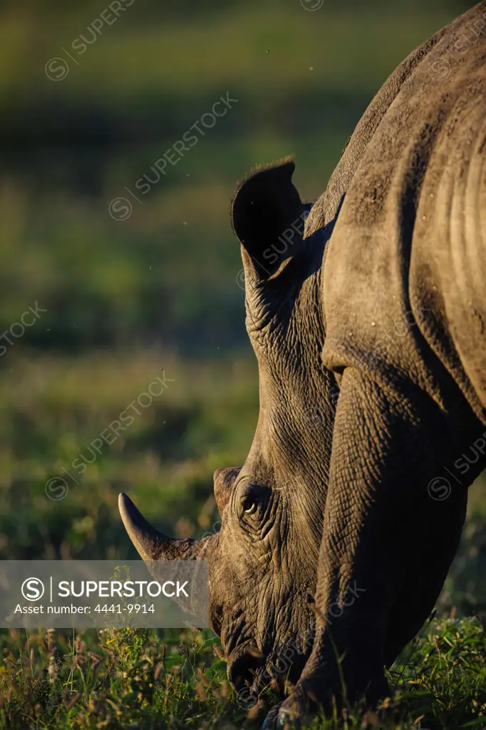 White rhinoceros or square-lipped rhinoceros (Ceratotherium simum). One of five species of rhino that still exist. It has a wide mouth used for grazing and is the most social of all rhino. Madikwe Game Reserve. North West Province. South Africa