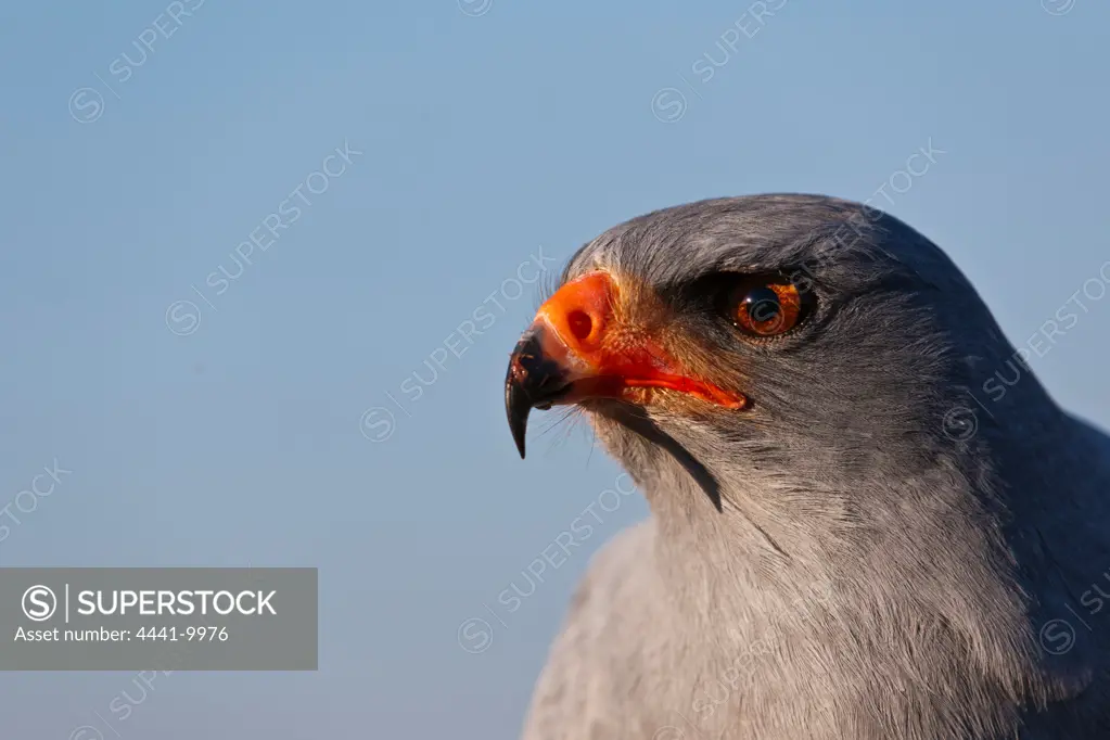 (Southern) Pale Chanting Goshawk (Melierax canorus). South Africa