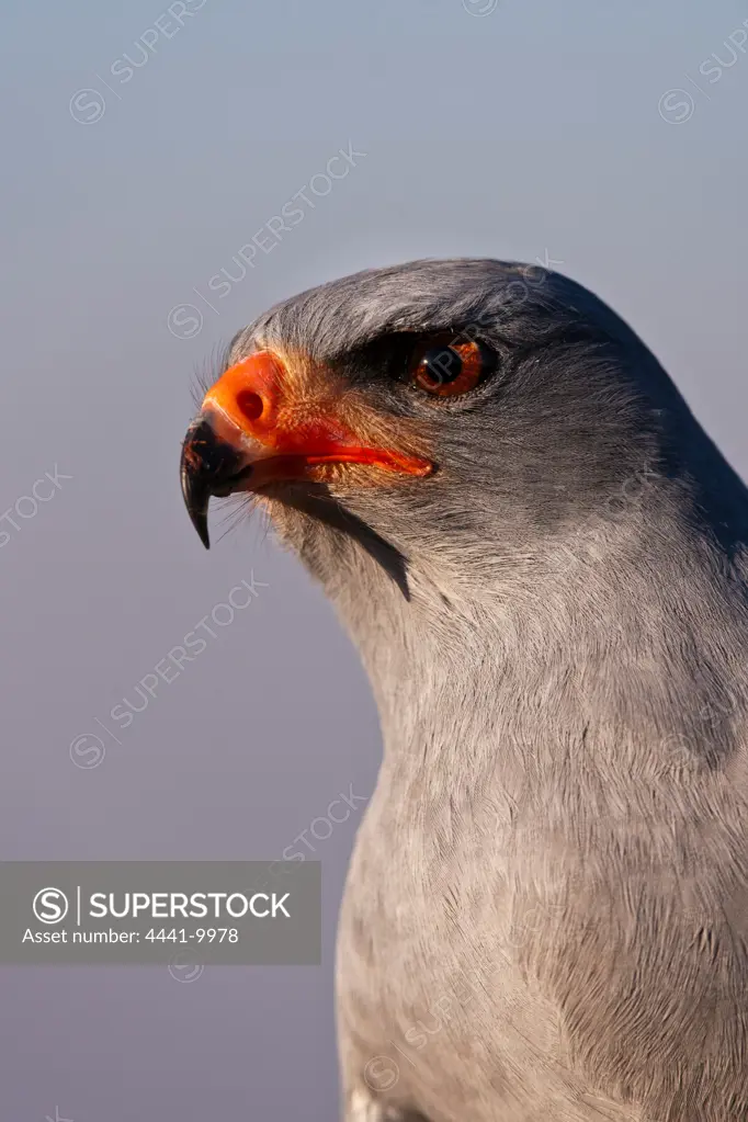(Southern) Pale Chanting Goshawk (Melierax canorus). South Africa
