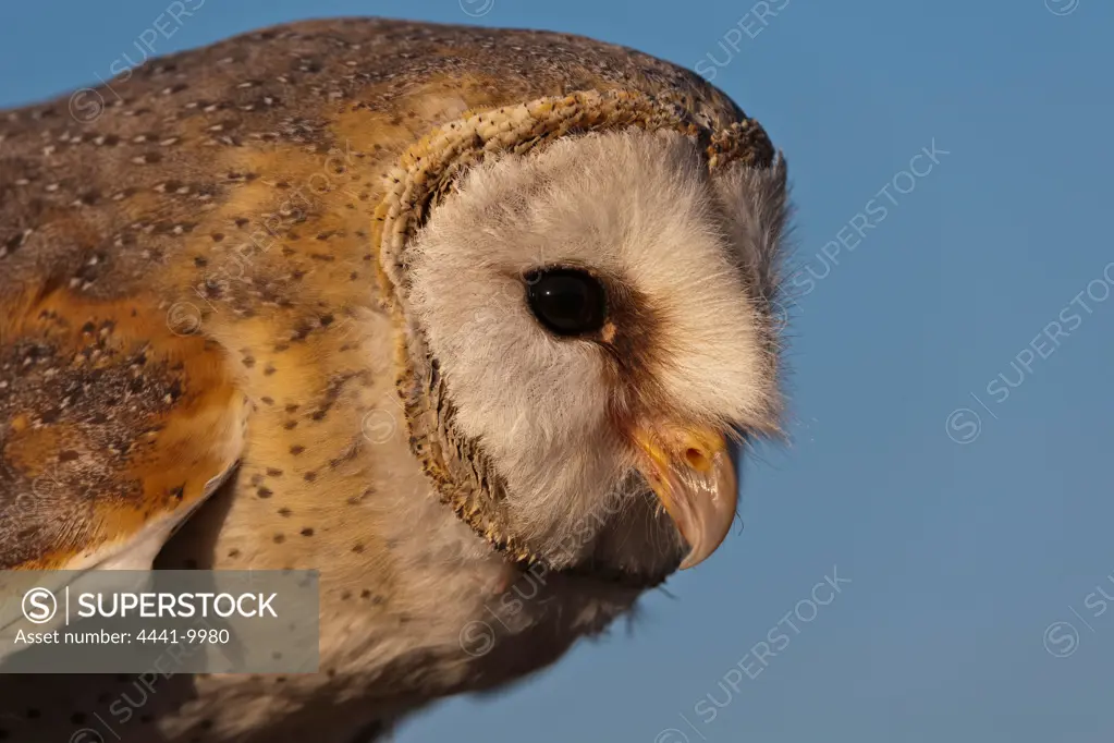 Barn Owl (Tyto alba). Pietermaritzburg. KwaZulu Natal. South Africa