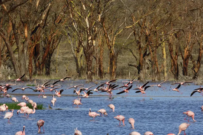 Greater flamingo (Phoenicopterus roseus). Lake Nakuru. Nakuru. Great Rift Valley. Kenya