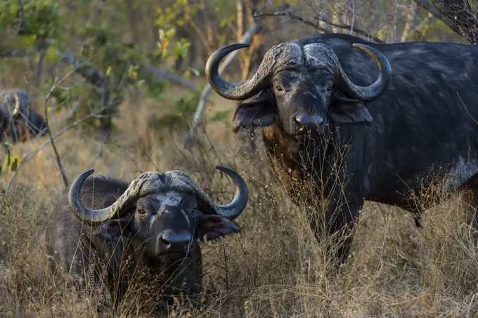 African buffalo, also know as Cape Buffalo (Syncerus caffer). Kruger National Park. Mpumalanga. South Africa.