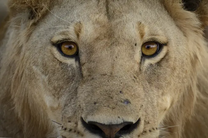 Masai lion or East African lion (Panthera leo nubica syn. Panthera leo massaica) female portrait. Ruaha National Park. Tanzania