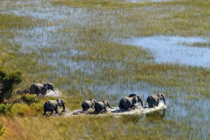 Aerial view of African Bush Elephant (loxodonta africana) herd. Okavango Delta. Botswana
