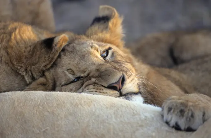 Lion (Panthera leo) MalaMala Game Reserve, Mpumalanga South Africa.