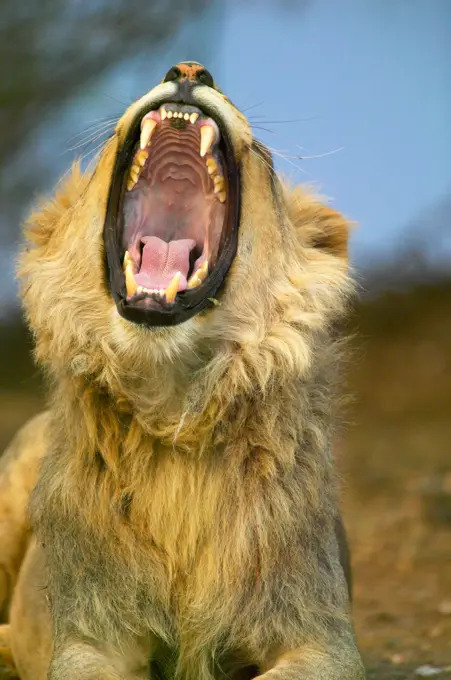 Lion (Panthera leo). Mashatu Game Reserve. Nothern Tuli Game Reserve. Botswana