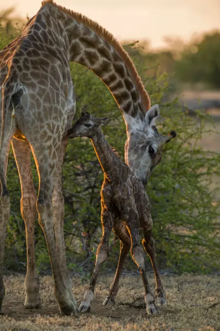 Giraffe (Giraffa camelopardalis) giving birth. Sequence of images available. Northern Tuli Game Reserve. Botswana.