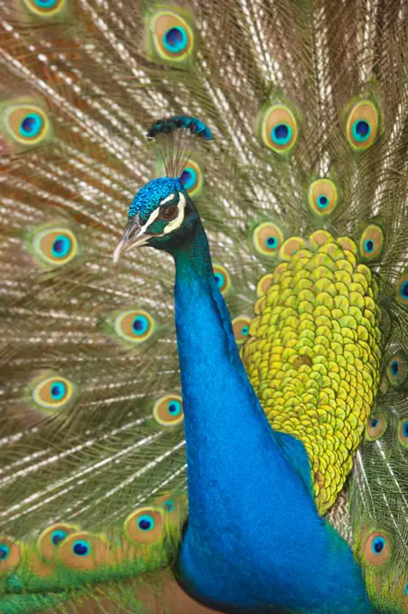 Peacock. (Pavo cristatus). Johannesburg. Gauteng. South Africa