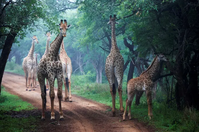 Giraffe (Giraffa camelopardalis) in mist. Ndumo Game Reserve. KwaZulu Natal. South Africa