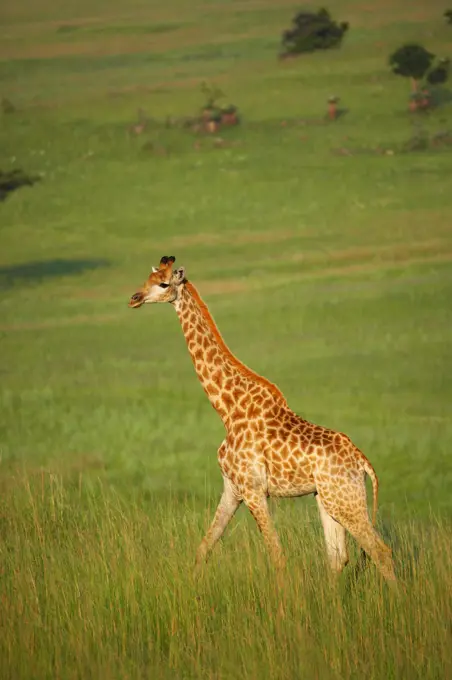 Giraffe (Giraffa camelopardalis). Dawson's Lodge. Near Barbeton. Mpumalanga. South Africa