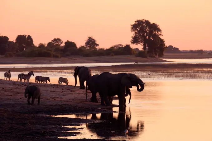 Elephant (Loxodonta Africana) Chobe National Park. Botswana